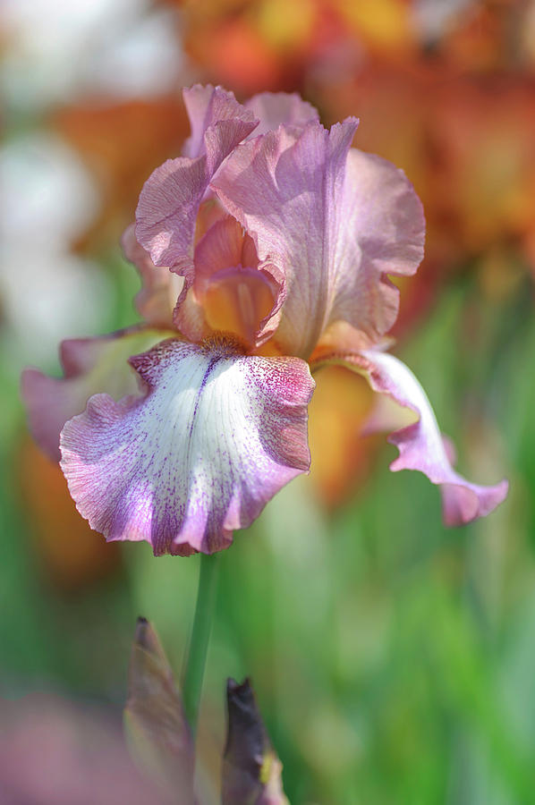 Beauty Of Irises. Alena Photograph by Jenny Rainbow