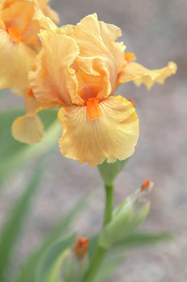 Beauty Of Irises. All Right 1 Photograph by Jenny Rainbow