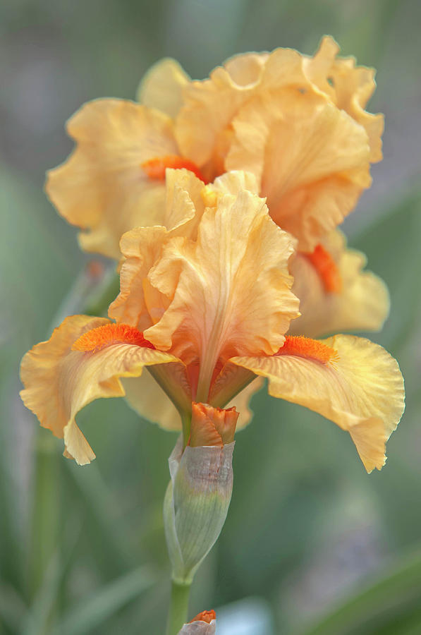 Beauty Of Irises. All Right 2 Photograph by Jenny Rainbow