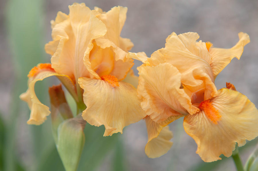 Beauty Of Irises. All Right Photograph by Jenny Rainbow