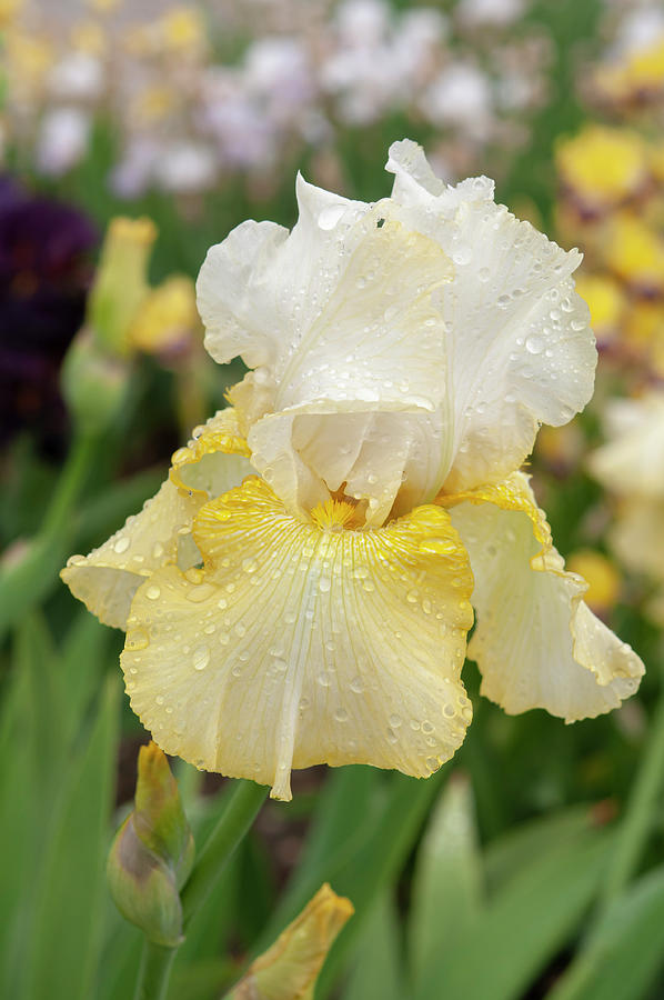 Beauty Of Irises - Alpine Journey 1 Photograph by Jenny Rainbow