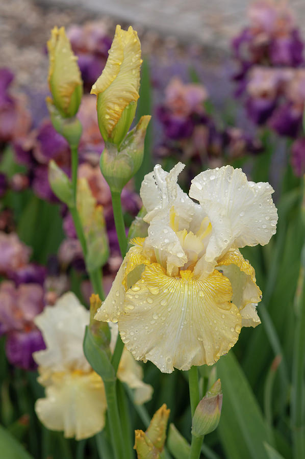 Beauty Of Irises - Alpine Journey Photograph by Jenny Rainbow