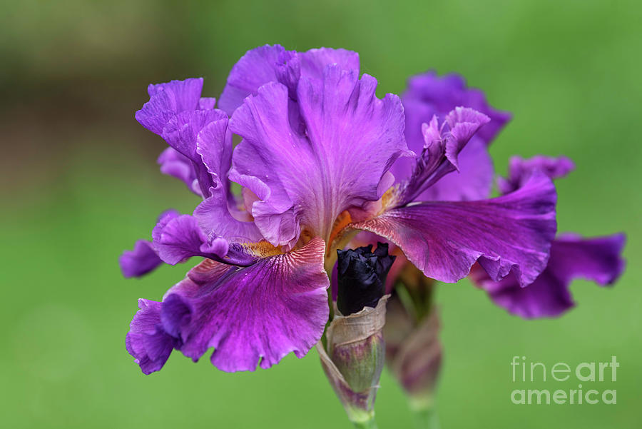 Iris Photograph - Beauty Of Irises - Anna Queen of France 1 by Jenny Rainbow