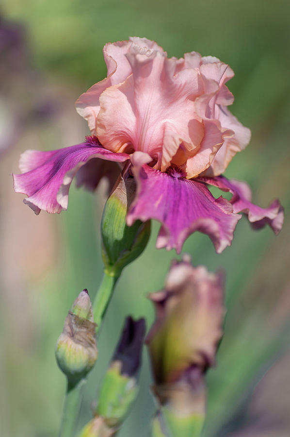 Beauty Of Irises. Annabelle Rose 1 Photograph by Jenny Rainbow