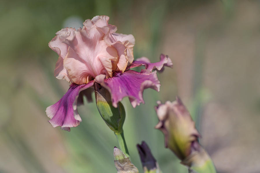 Beauty Of Irises. Annabelle Rose Photograph by Jenny Rainbow