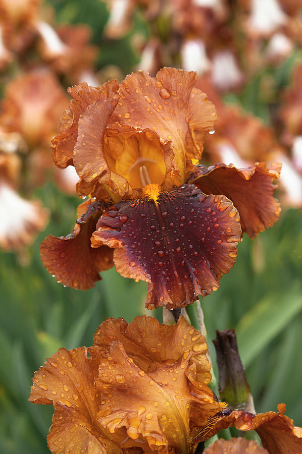 Beauty Of Irises. Apollodorus Photograph by Jenny Rainbow