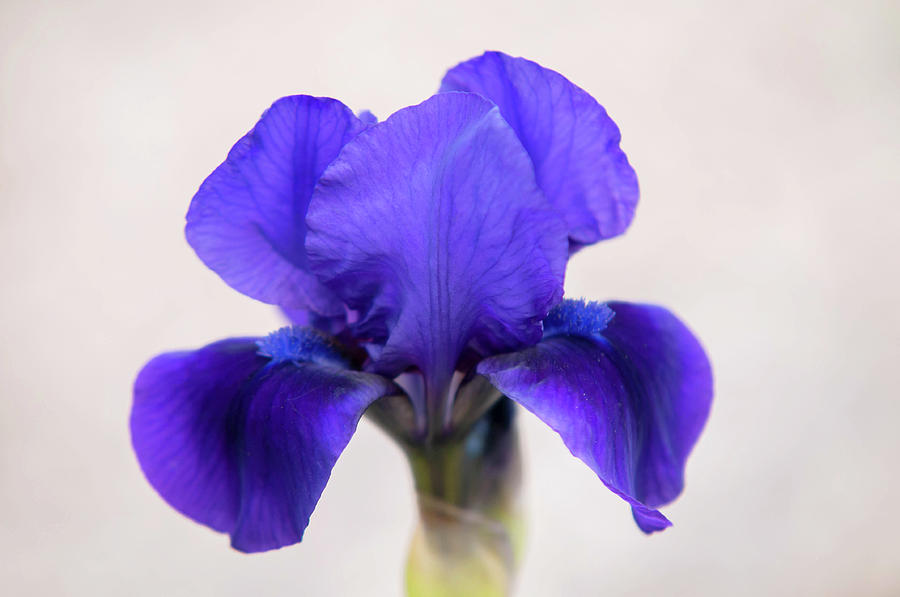 Beauty Of Irises. Arabi Treasure Photograph by Jenny Rainbow