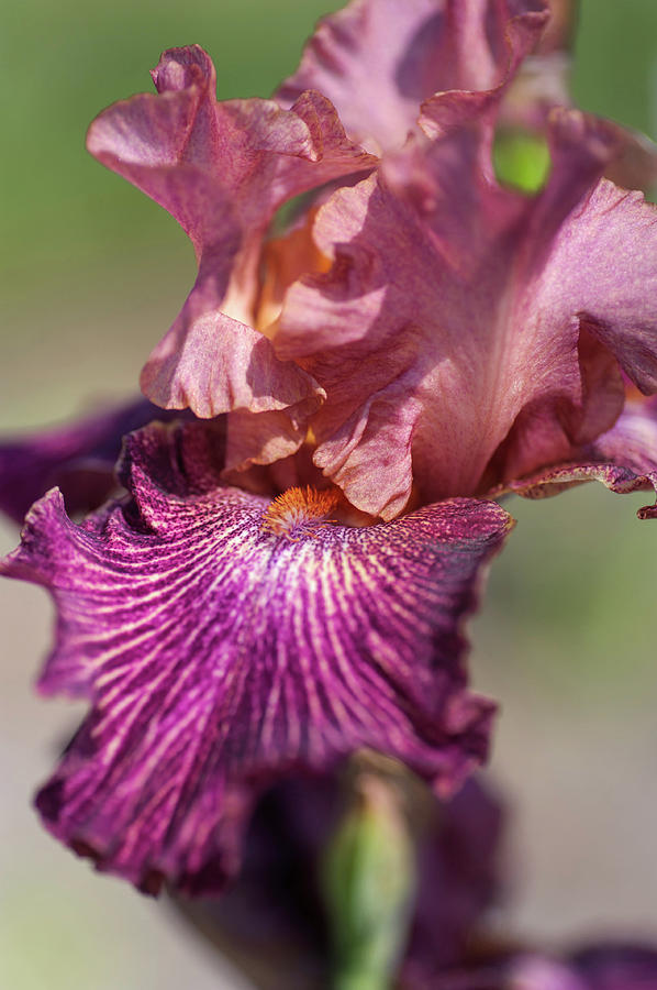 Beauty Of Irises. Artistic Web Closeup Photograph by Jenny Rainbow