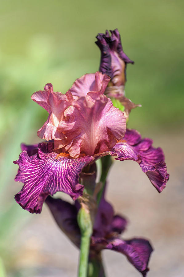 Beauty Of Irises. Artistic Web Photograph by Jenny Rainbow