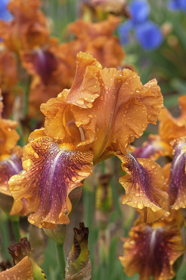 Beauty Of Irises. Autumn Leaves 1 Photograph by Jenny Rainbow