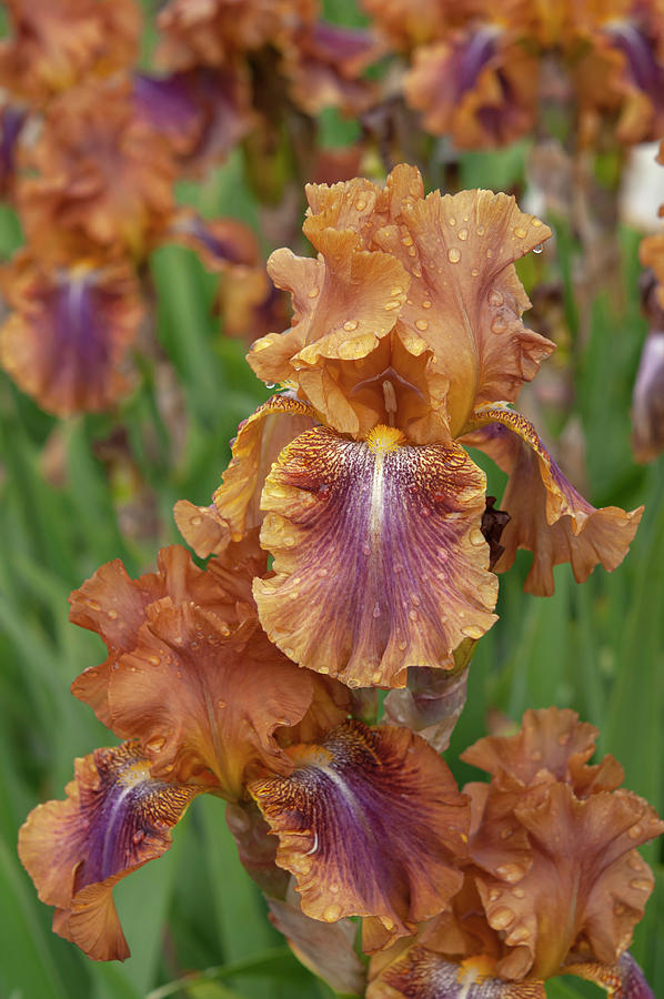 Beauty Of Irises. Autumn Leaves 2 Photograph by Jenny Rainbow