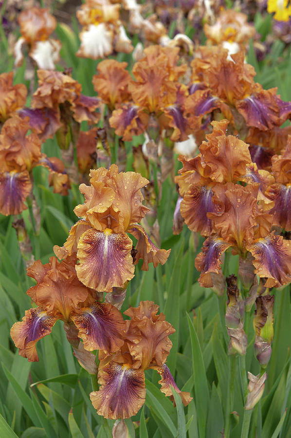 Beauty Of Irises. Autumn Leaves 3 Photograph by Jenny Rainbow