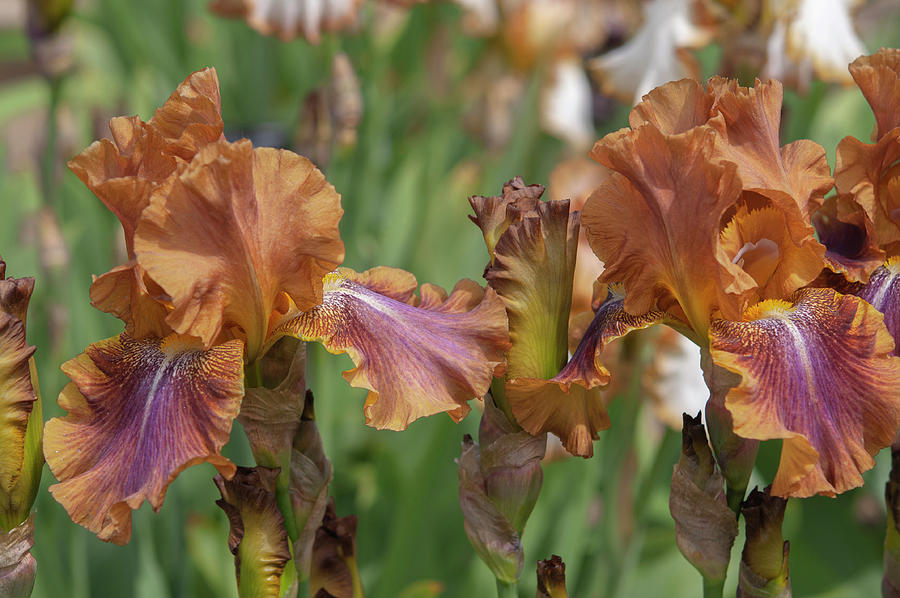 Beauty Of Irises. Autumn Leaves 4 Photograph by Jenny Rainbow