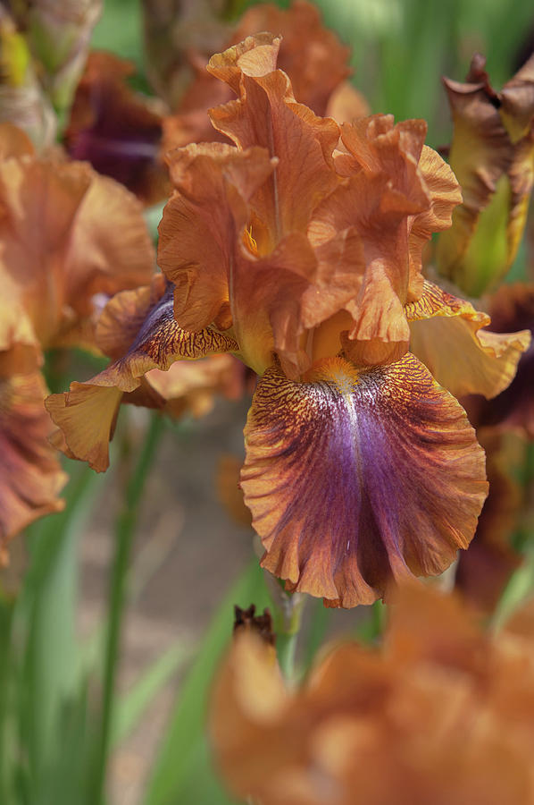 Beauty Of Irises. Autumn Leaves 5 Photograph by Jenny Rainbow