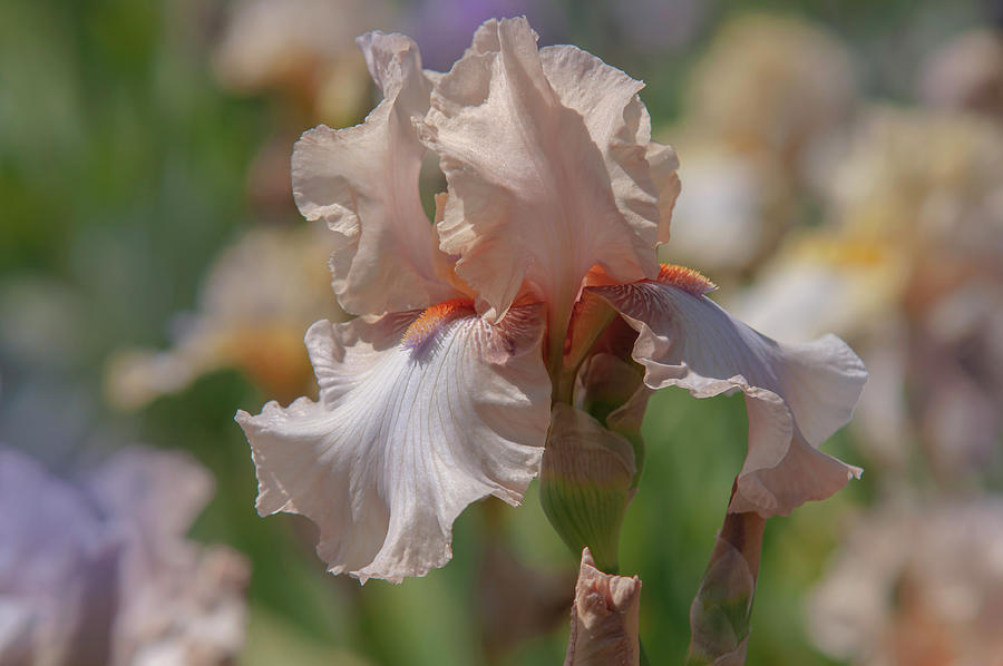 Beauty Of Irises. Ballerina Pirouette 1 Photograph by Jenny Rainbow