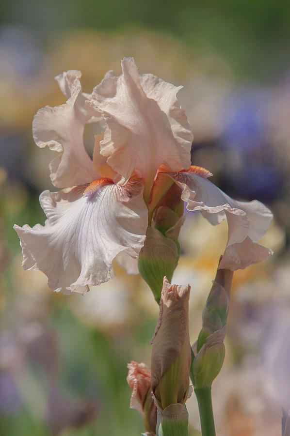 Beauty Of Irises. Ballerina Pirouette 2 Photograph by Jenny Rainbow