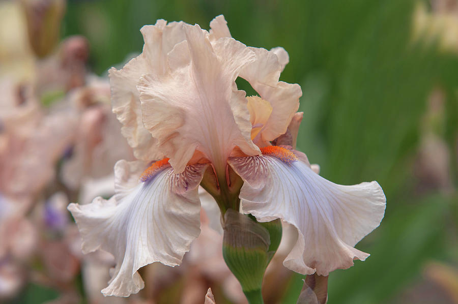 Beauty Of Irises. Ballerina Pirouette 5 Photograph by Jenny Rainbow