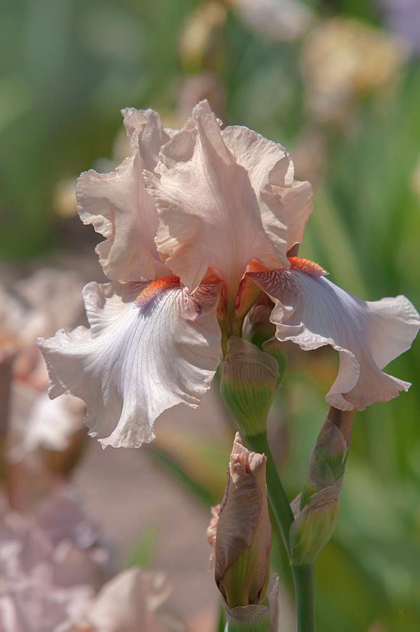 Beauty Of Irises. Ballerina Pirouette Photograph by Jenny Rainbow