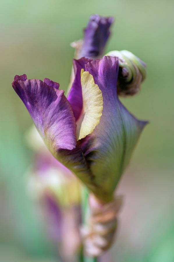 Beauty Of Irises. Ballyhoo Bud Photograph by Jenny Rainbow