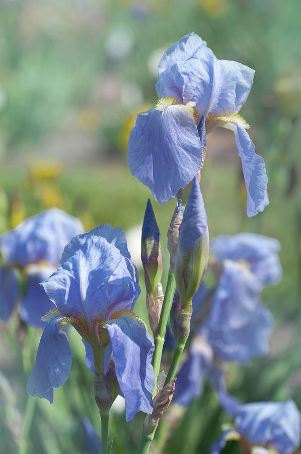 Beauty Of Irises. Bandmaster Photograph by Jenny Rainbow
