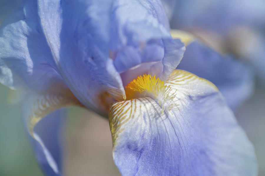 Beauty Of Irises. Bandmaster Macro Photograph by Jenny Rainbow