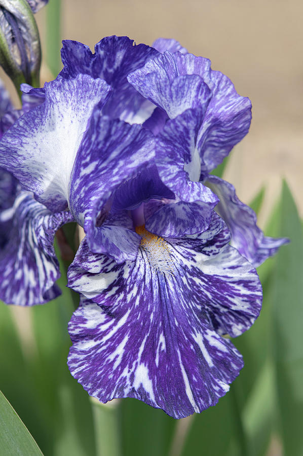 Beauty Of Irises. Batik Photograph by Jenny Rainbow