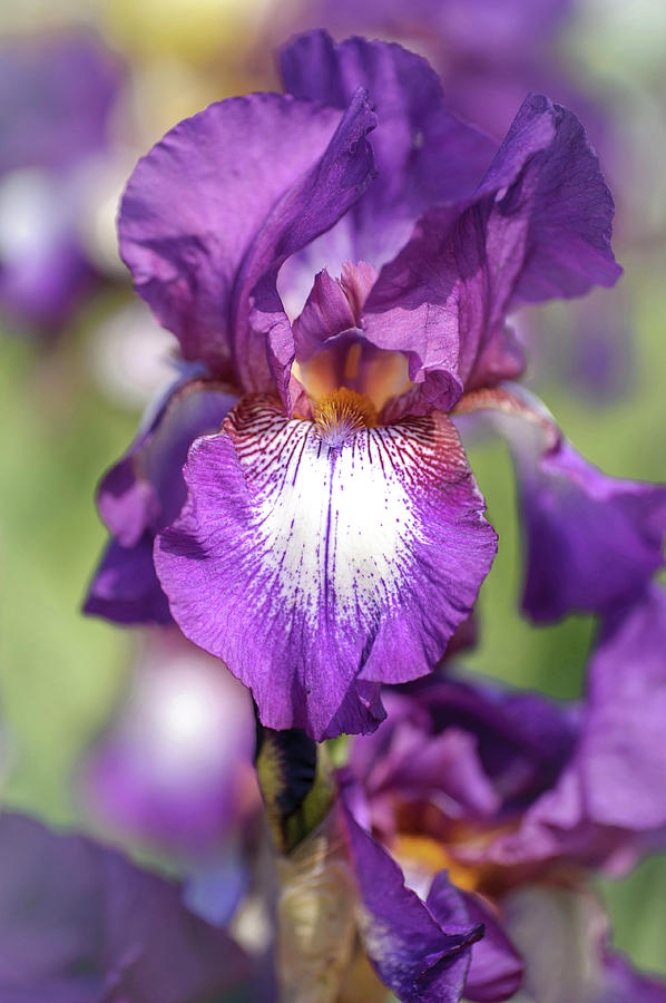 Beauty Of Irises. Bazarok Photograph by Jenny Rainbow - Fine Art America
