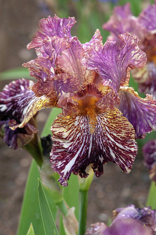 Beauty Of Irises. Bewilderbeast Photograph by Jenny Rainbow