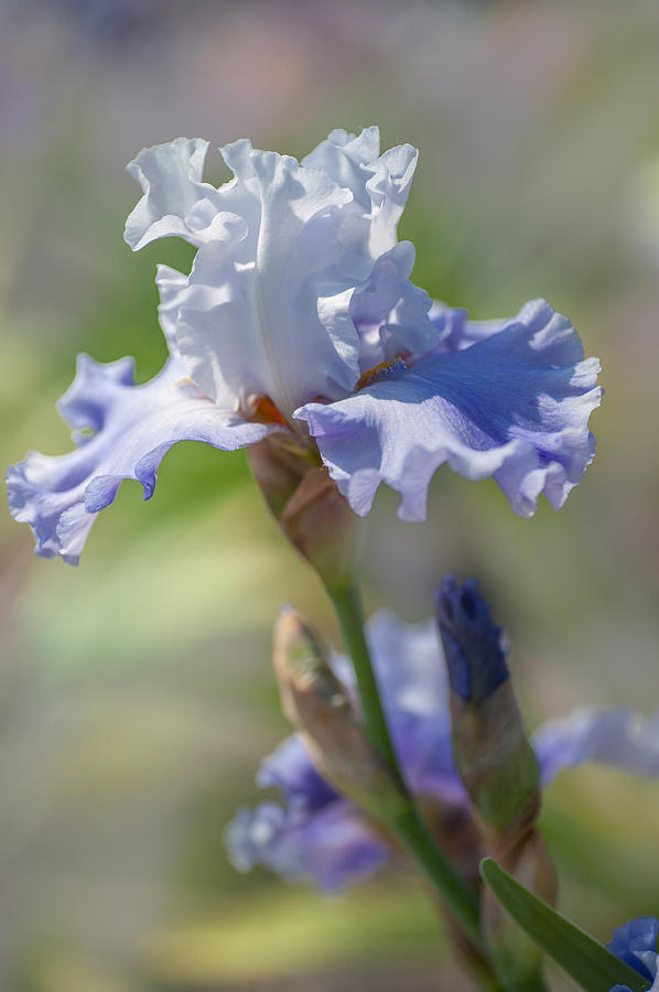 Beauty Of Irises. Blue Danube Waves 1 Photograph by Jenny Rainbow
