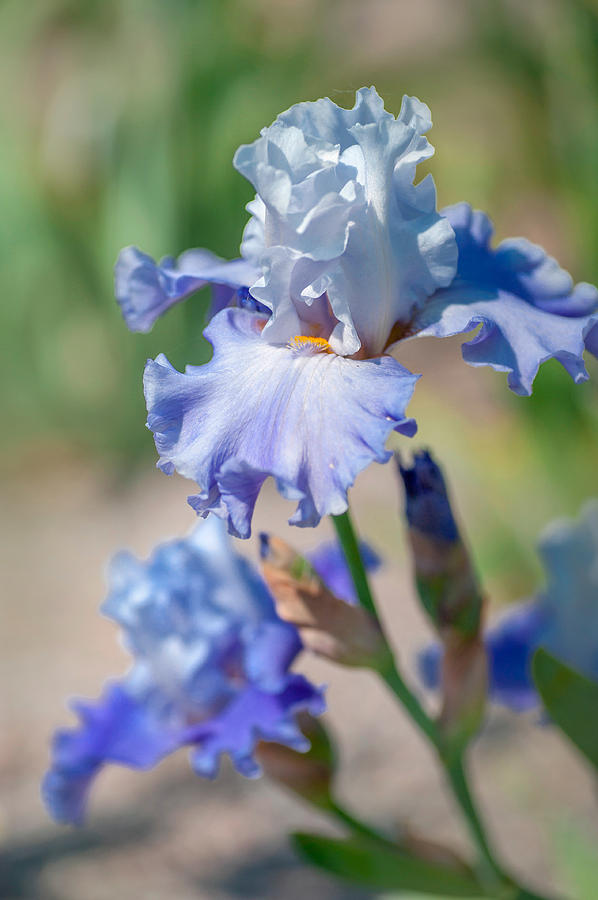 Beauty Of Irises. Blue Danube Waves Photograph by Jenny Rainbow