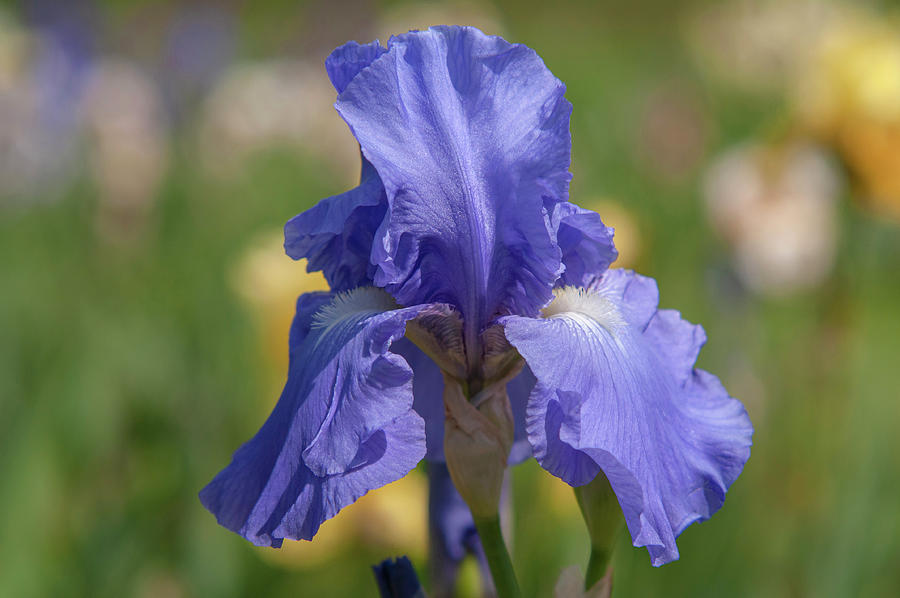 Beauty Of Irises - Blue League Photograph by Jenny Rainbow