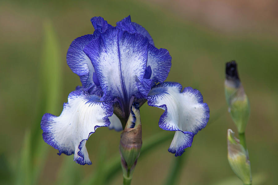 Beauty Of Irises. Blue Staccato Photograph by Jenny Rainbow