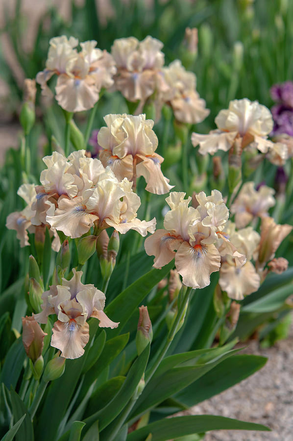 Beauty Of Irises. Bottle Of Bliss 4 Photograph by Jenny Rainbow