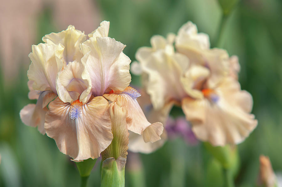 Beauty Of Irises. Bottle Of Bliss 5 Photograph by Jenny Rainbow