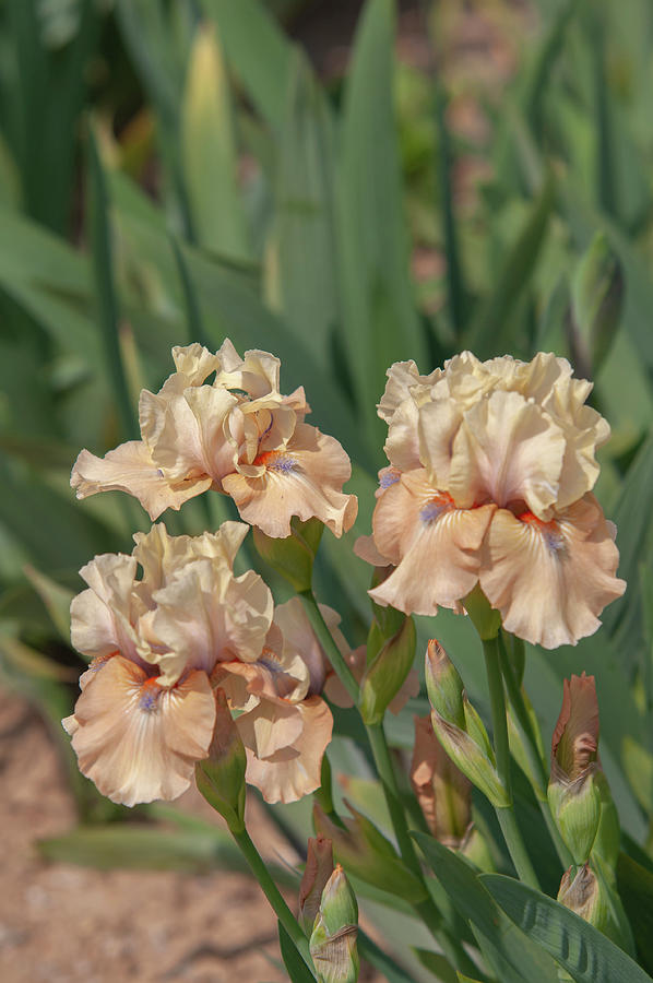 Beauty Of Irises. Bottle Of Bliss 6 Photograph by Jenny Rainbow