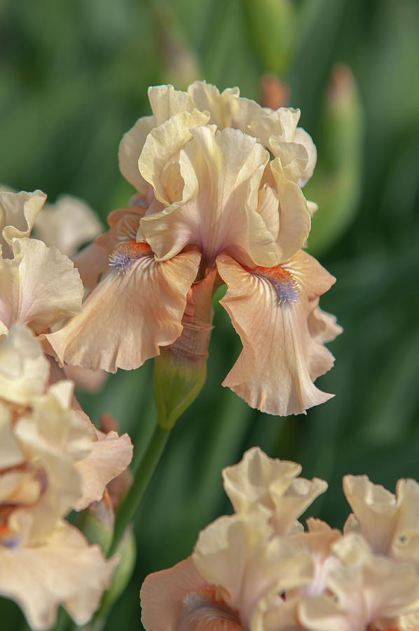 Beauty Of Irises. Bottle Of Bliss 7 Photograph by Jenny Rainbow