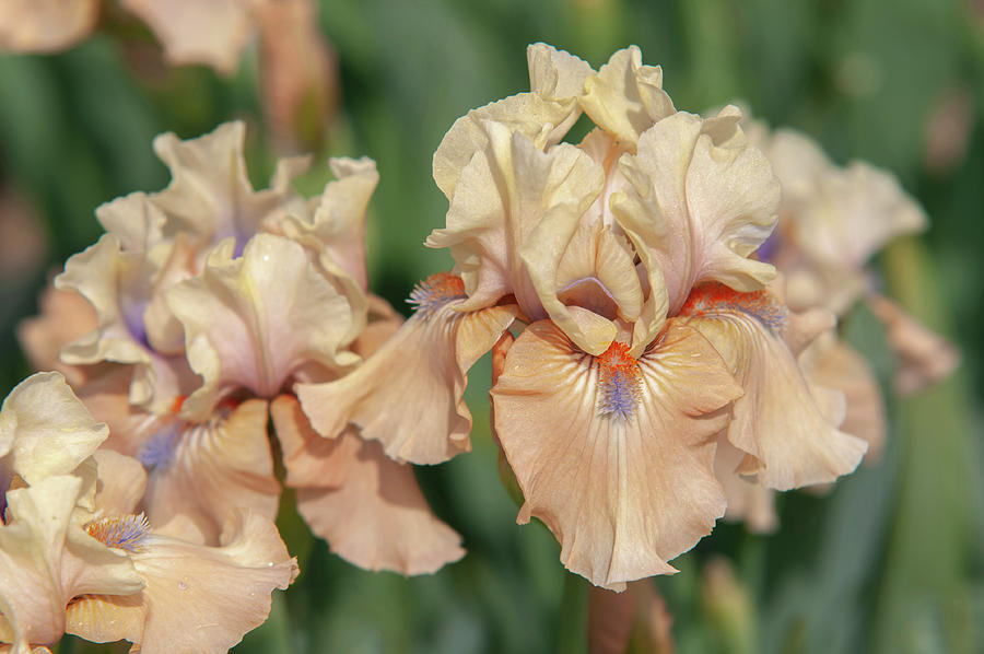 Beauty Of Irises. Bottle Of Bliss 8 Photograph by Jenny Rainbow