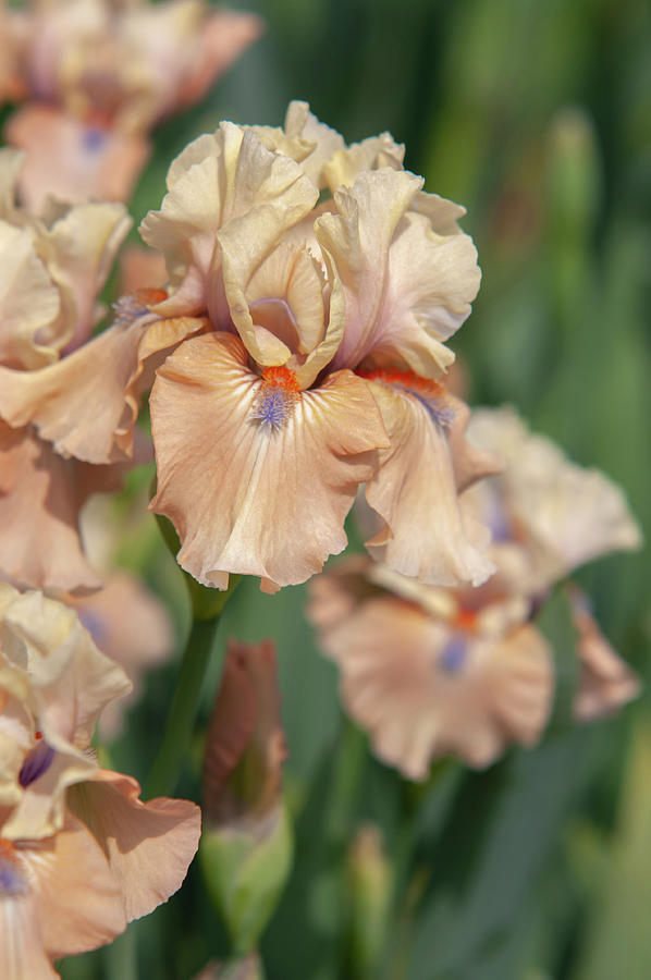Beauty Of Irises. Bottle Of Bliss 9 Photograph by Jenny Rainbow