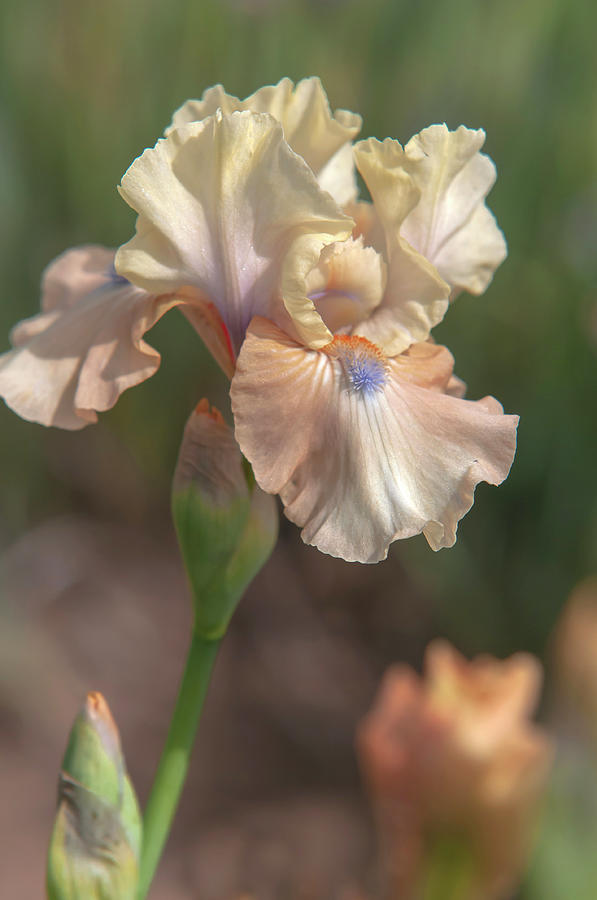 Iris Photograph - Beauty Of Irises. Bottle of Bliss by Jenny Rainbow