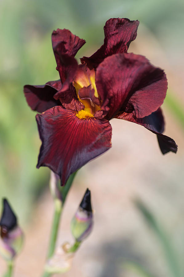 Beauty Of Irises. Caliente 1 Photograph by Jenny Rainbow