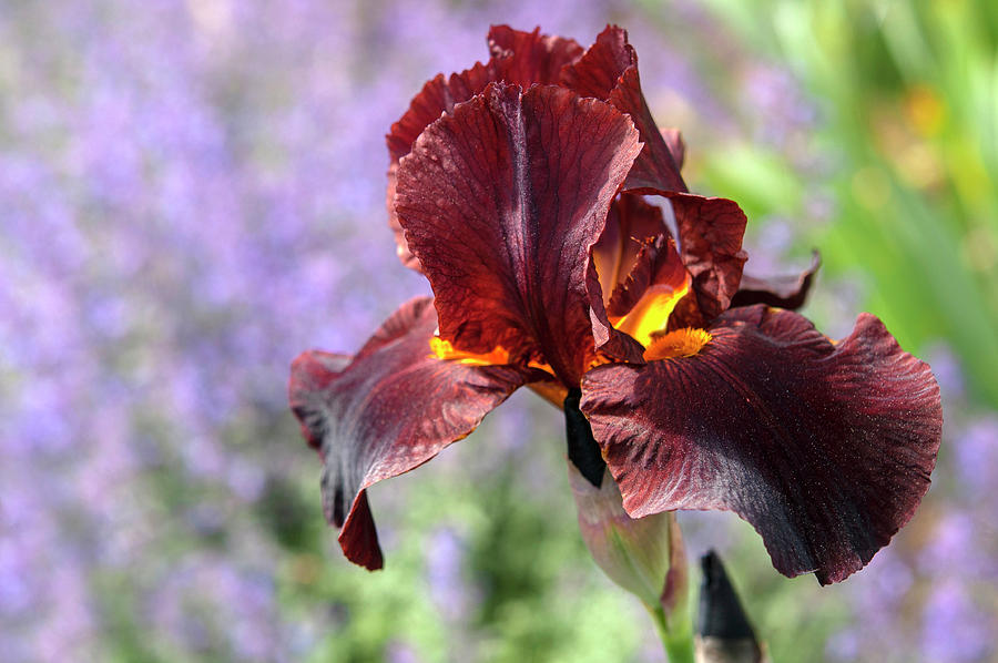 Beauty Of Irises. Caliente 2 Photograph by Jenny Rainbow