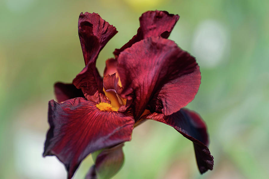 Beauty Of Irises. Caliente Photograph by Jenny Rainbow