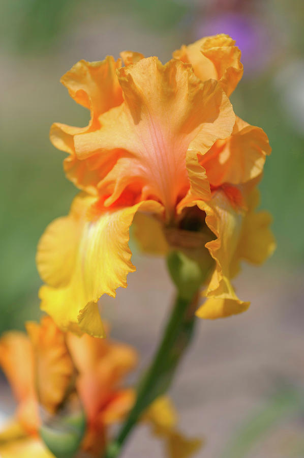 Beauty Of Irises. Calypso Music Photograph by Jenny Rainbow