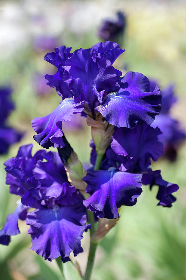 Beauty Of Irises. Cantrells Raiders Photograph by Jenny Rainbow