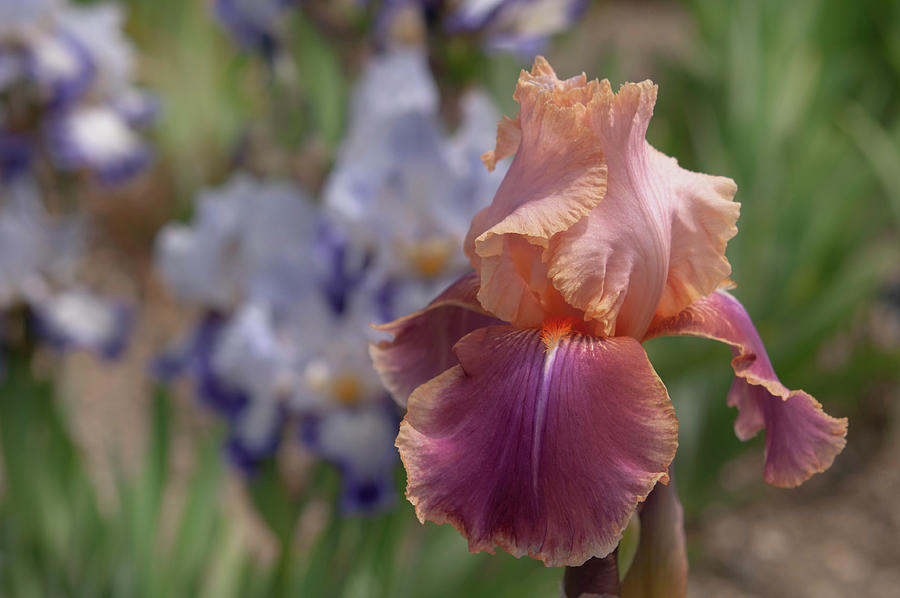 Beauty Of Irises. Carnaby Photograph by Jenny Rainbow