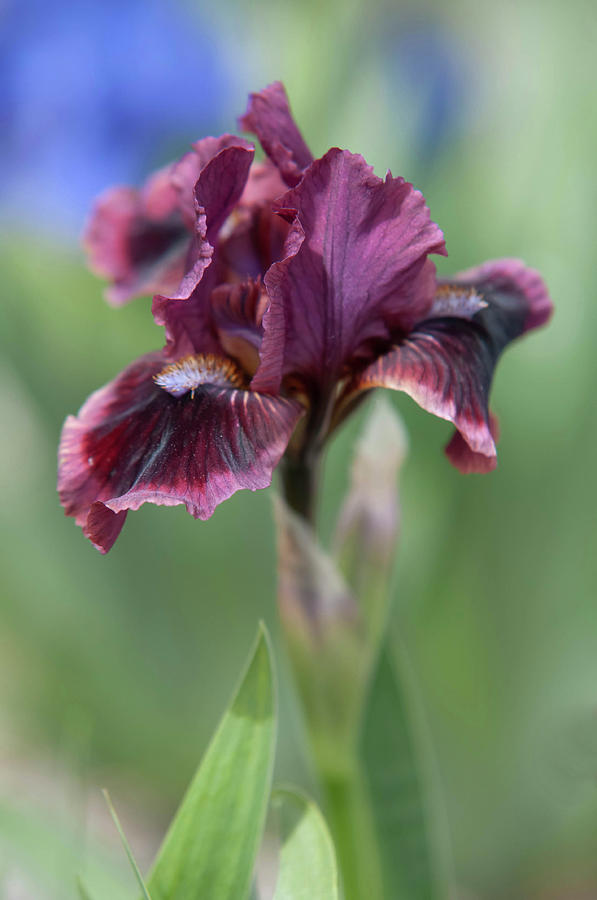 Beauty Of Irises. Cats Eye Photograph by Jenny Rainbow