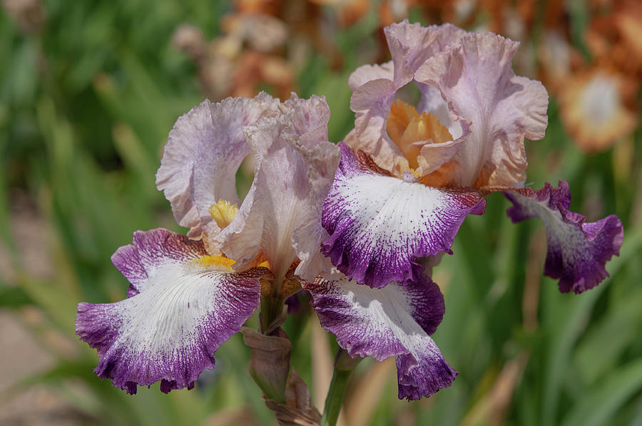 Beauty Of Irises. Chance of Peace Photograph by Jenny Rainbow