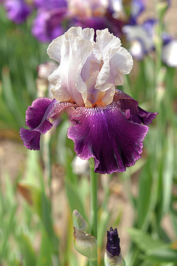 Beauty Of Irises. Changing Times Photograph by Jenny Rainbow