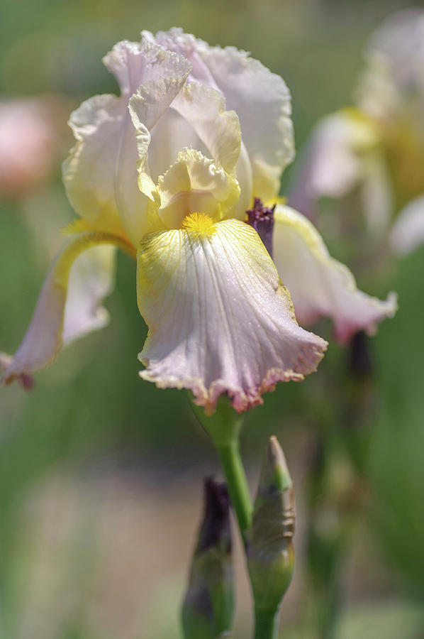 Beauty Of Irises. Chantilly Photograph by Jenny Rainbow