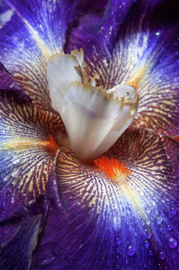 Beauty Of Irises. Chaos Theory Macro 1 Photograph by Jenny Rainbow